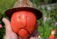 دلیل جالب ترس اروپایی‌ها از گوجه فرنگی