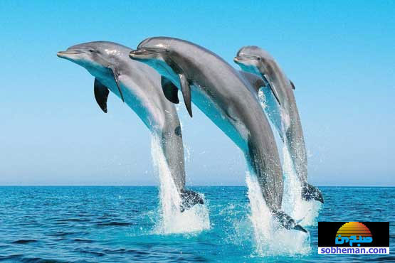 دلفین های باهوش