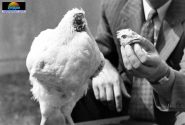 ماجرای مرغی که ۱۸ ماه بدون سر، زنده ماند!