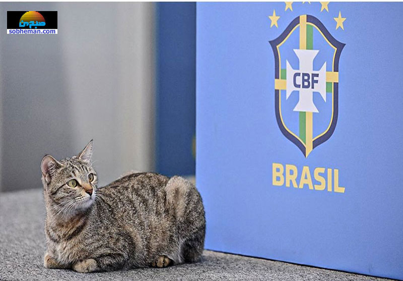 (عکس)شکایت از فدارسیون برزیل برای گربه جنجالی