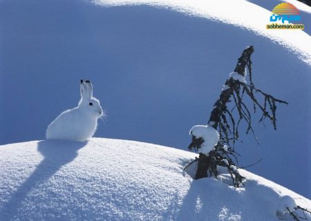 تصاویری زیبا از دنیای زمستانی حیوانات