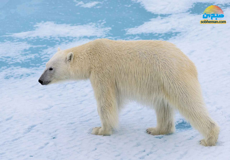 (ویدئو) عبور خرس قطبی از یخ نازک با کمک قوانین فیزیک!