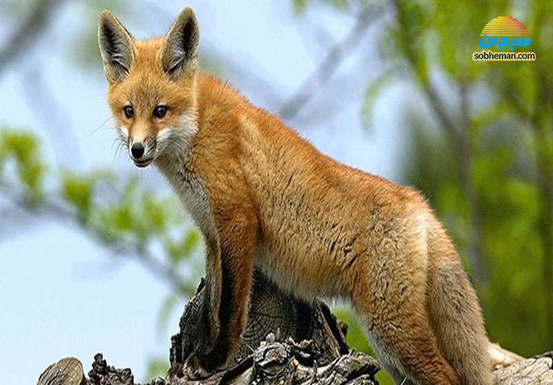 شکار لحظه‌ها: عکسی از داخل لانه‌ی روباه