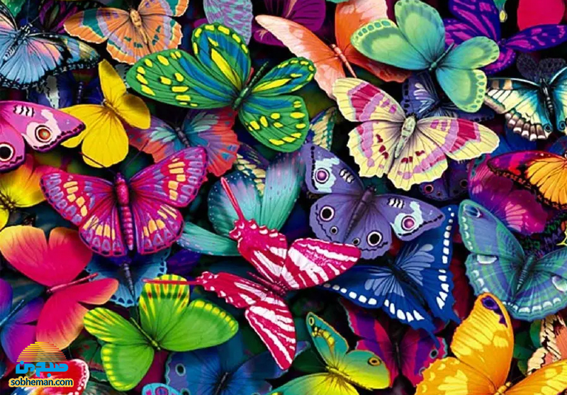 شگفتی‌هایی جالب درباره‌ی دنیای پروانه‌ها