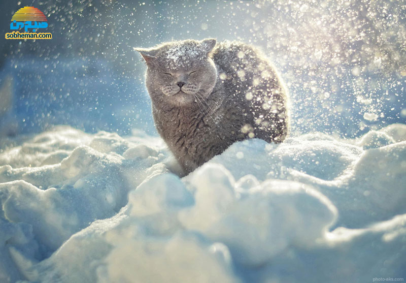 (ویدئو) صحنه ای دردناک از گربه یخ‌زده در برف