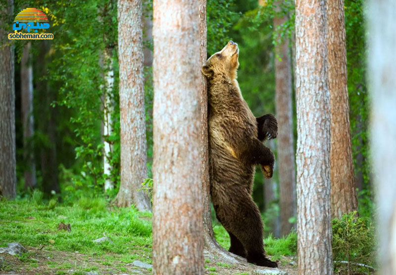 چرا خرس‌ها تن خود را به درخت می‌مالند؟
