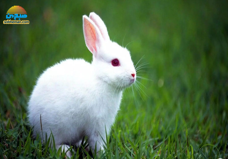 (ویدئو) تلاش دیدنی و نافرجام یک خرگوش برای نجات دوستش