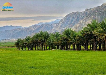 (ویدئو) جاده‌ای زیبا و رویایی در میان نخلستان