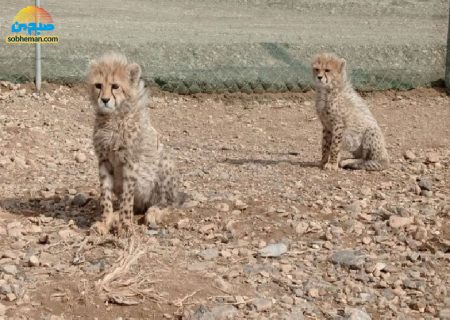 (ویدئو) آخرین خبرها از «آذر» و «توران»