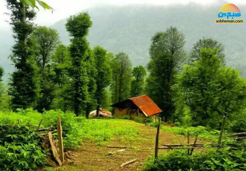 (تصاویر) آشنایی با زیباترین جنگل های ایران