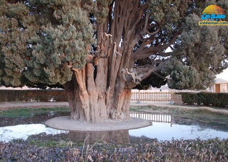 سرو ابرکوه؛ بلندترین و مسن ترین درخت ایران