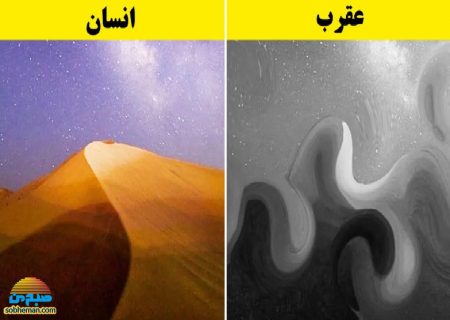 (تصاویر) حیوانات دنیا را چگونه می‌بینند؟