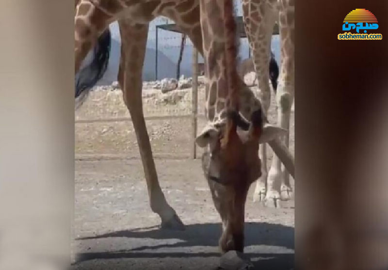 (ویدئو) دوستی جالب زرافه و لاکپشت!