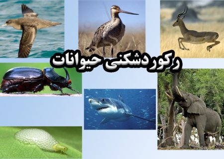 آشنایی با ۱۱ حیوان رکوردشکن!