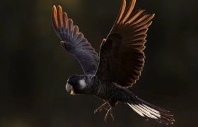 عکس هایی ناب از دنیای پرندگان استرالیا