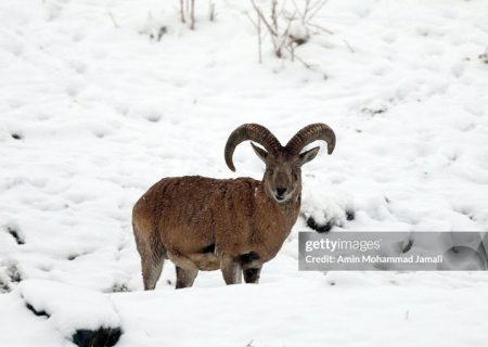 (تصاویر) زیبایی‌های طبیعت برفی لواسان با پایین آمدن حیوانات وحشی