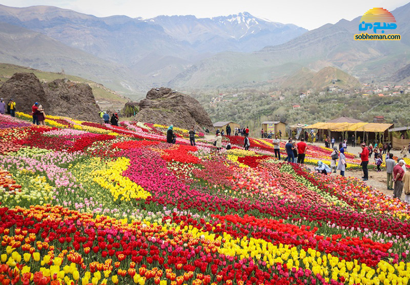 بهترین دشت گل‌های ایران در فصل بهار