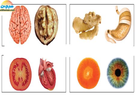 (اینفوگرافی) خوراکی‌هایی که شبیه اندام‌های بدن هستند!