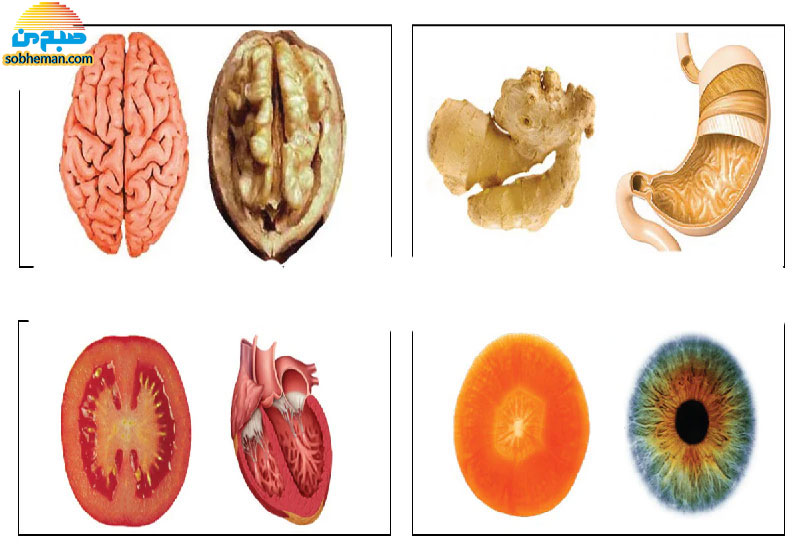 (اینفوگرافی) خوراکی‌هایی که شبیه اندام‌های بدن هستند!