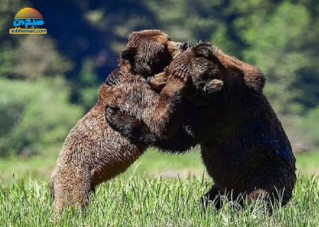 (ویدئو) کشتی گرفتن خرس‌ها در ارتفاعات سوادکوه