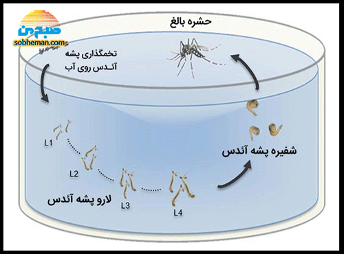 تب دنگی