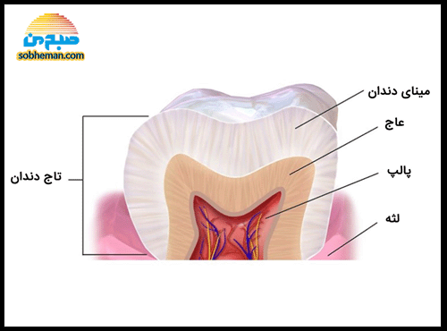 حقایقی درباره دندان