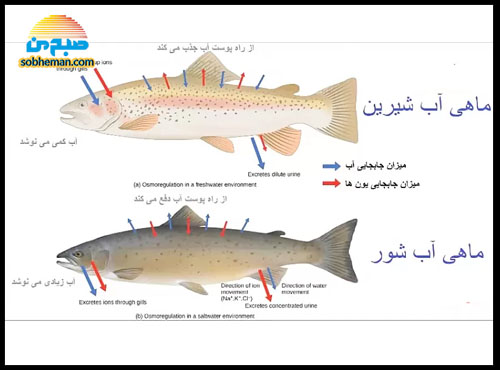 پاسخ به یک پرسش جالب؛ ماهی ها تشنه می شوند؟