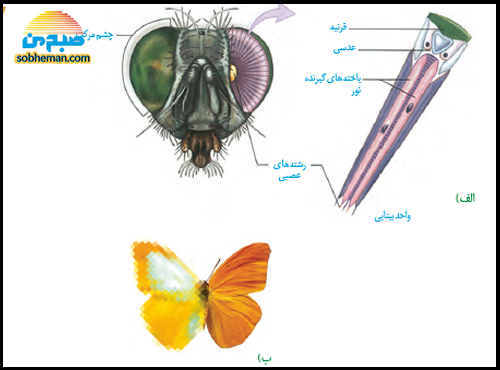 عجایب چشم مرکب حشرات